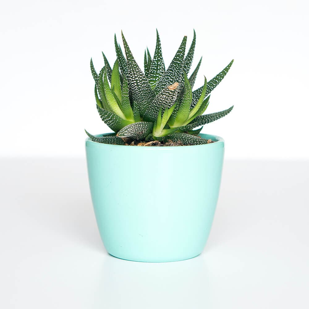 Nice Aloe Vera